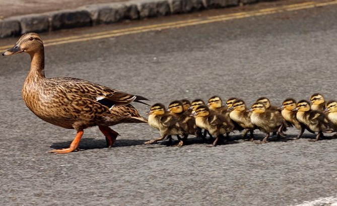  إنقاذ بطة وصغارها ينتهي بهجوم على الشرطة! 