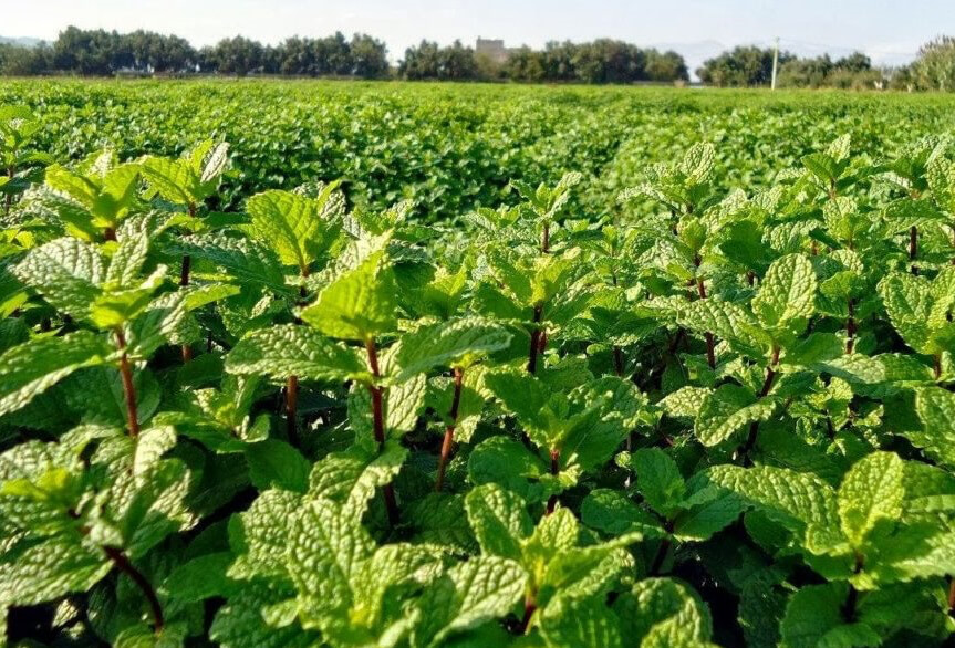 "أونسا" تُتلف حقول النعناع بجهة الشمال.. ومغاربة يتساءلون عن صلاحية ما يَأكلون!