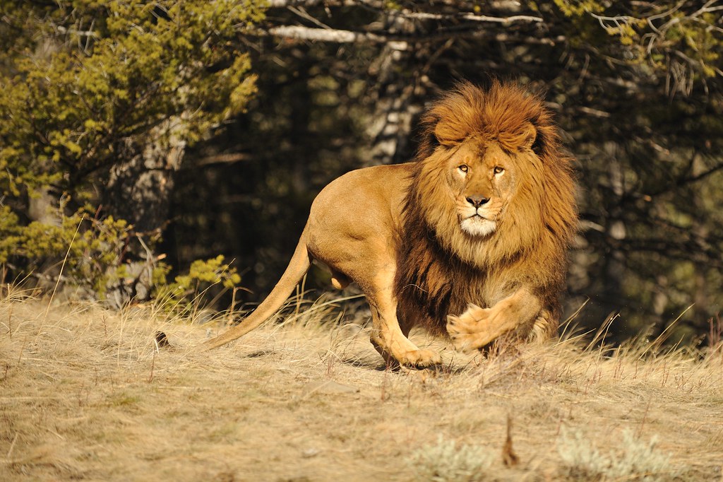  دراسة: خطر الانقراض يهدد 600 حيوان و1700 نوع من النباتات بالمغرب‎ 