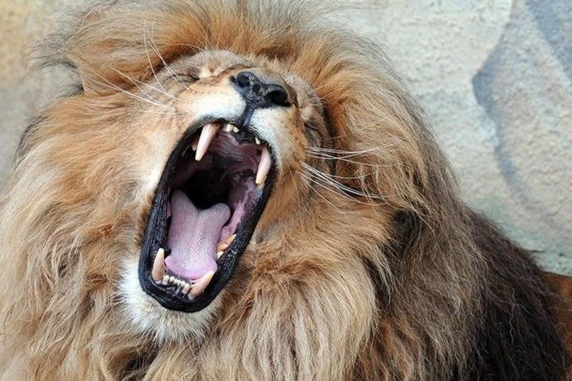 حادثة مؤلمة.. أسد يمزق رأس طفلة في حديقة حيوان