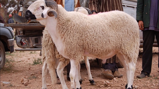 انطلاق عملية ترقيم الأغنام والماعز المعدة لعيد الأضحى