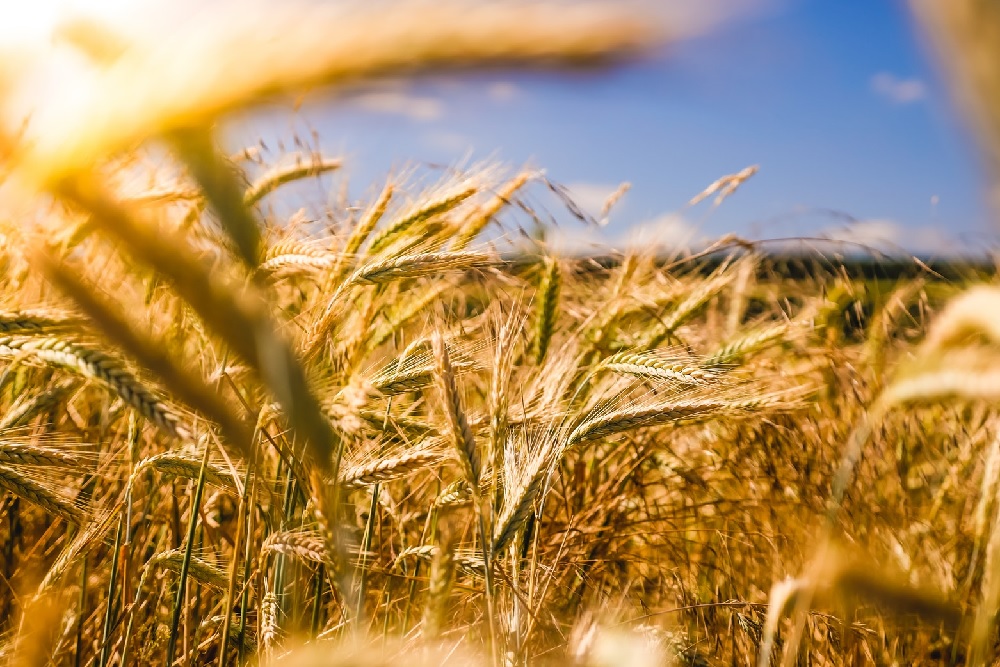 روسيا تحتفظ بالريادة العالمية في صادرات القمح