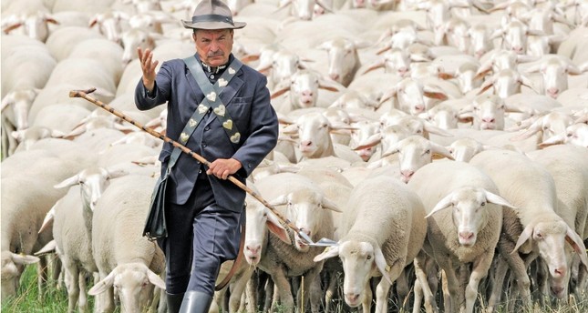  تسجيل أغنام في مدرسة فرنسية لقلة عدد الطلاب 