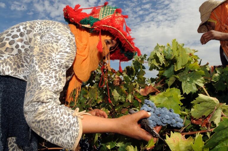  مجلة أمريكية: المغرب أكبر مصدر للخمر "الجيد" في شمال إفريقيا 