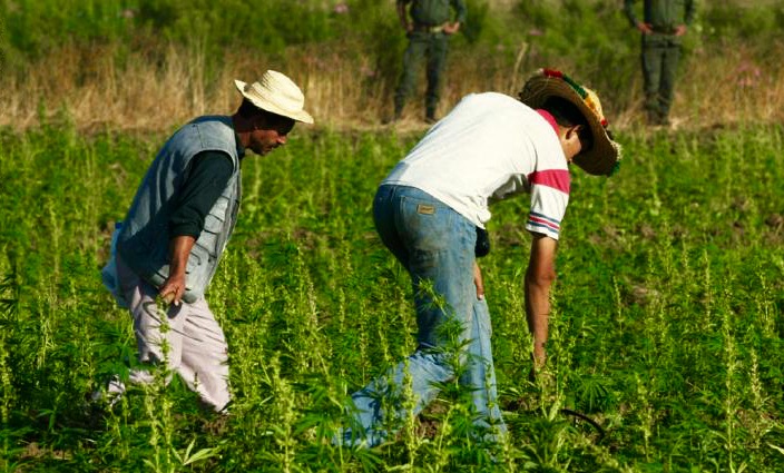 تقرير أممي: المغرب يُنتج 35 ألف طن من "الكيف" ويحتل المرتبة الأولى في العالم