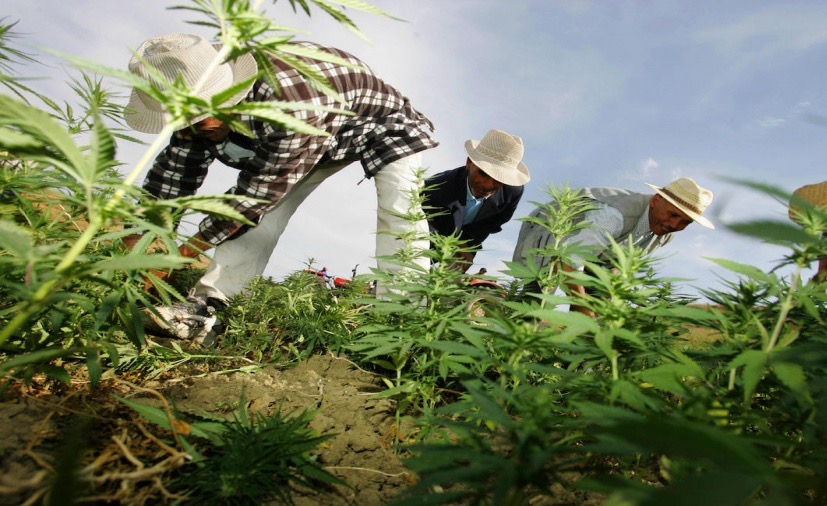  تقرير دولي: 3.5 مليار دولار عائدات المغرب من عشبة "الكيف" 