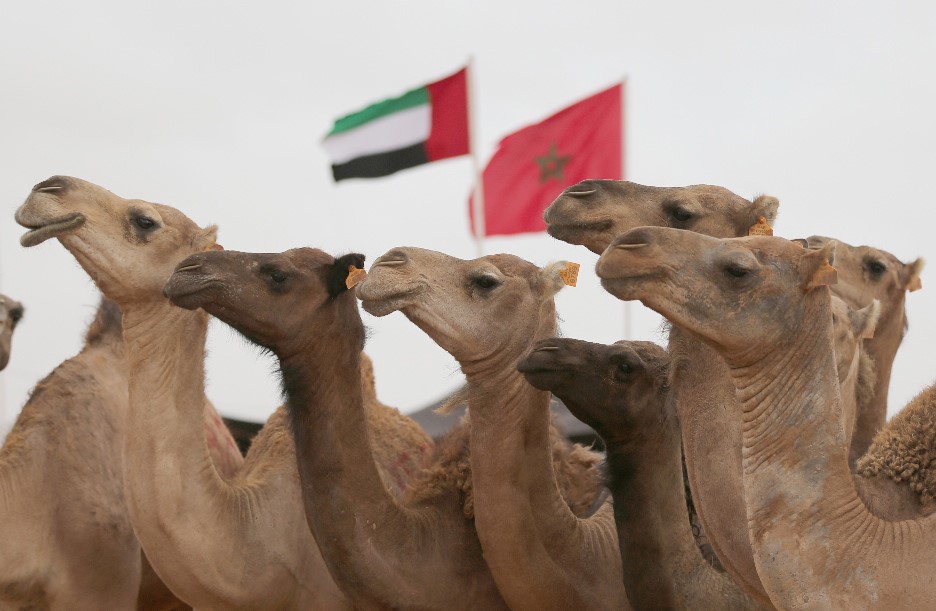 "مَوسم طانطان" الثقافي يُعيد "الدفء" للعلاقة بين الرباط وأبوظبي