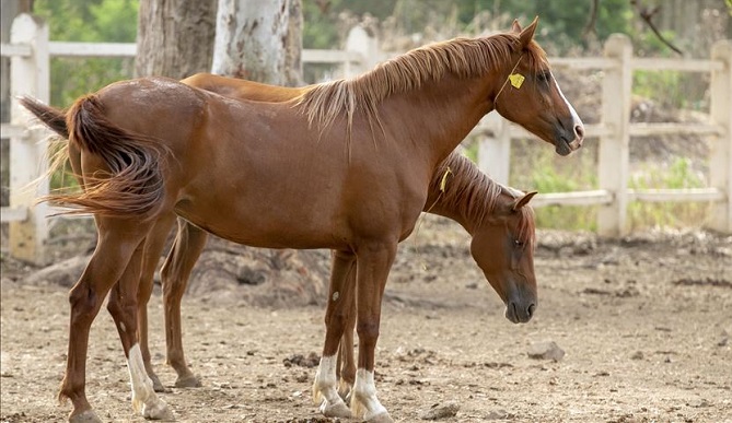 منذ قرن.. مزاد خيول سنوي بسيدي ثابت التونسية 