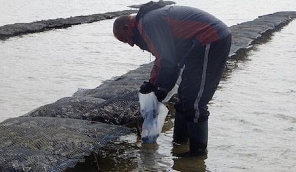  السعيدية: حظر جمع وتسويق الصدفيات برأس كبدانة 