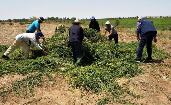 بالصور: إتلاف حقول النعناع "المسموم" بالمغرب
