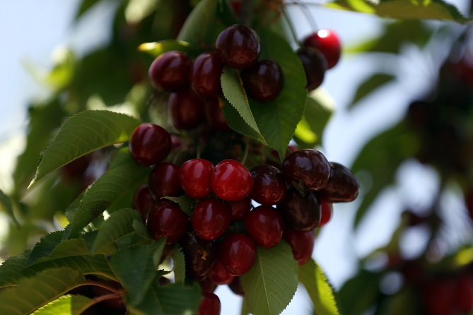  افتتاح فعاليات مهرجان حب الملوك في دورته الـ99 