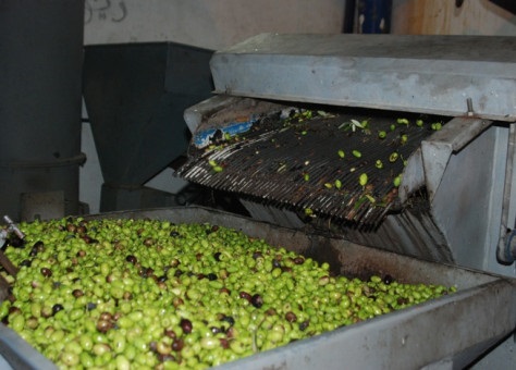  منع 29 معصرة للزيتون من ممارسة نشاطها بتاونات 