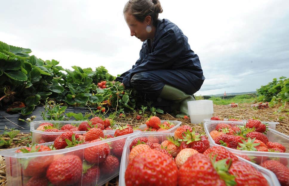  نيويورك تايمز: عاملات الفراولة.. اغتصاب في إسبانيا وطلاق في المغرب 