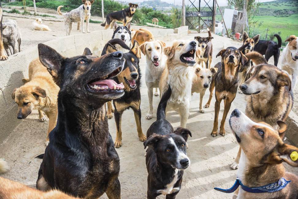 عريضة دولية تُطالب بوقف قتل الكلاب الضالة في المغرب