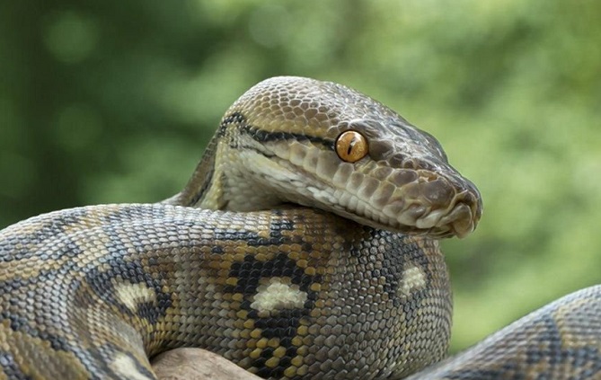 أفعى "آكلة للبشر" تثير الذعر فى بريطانيا