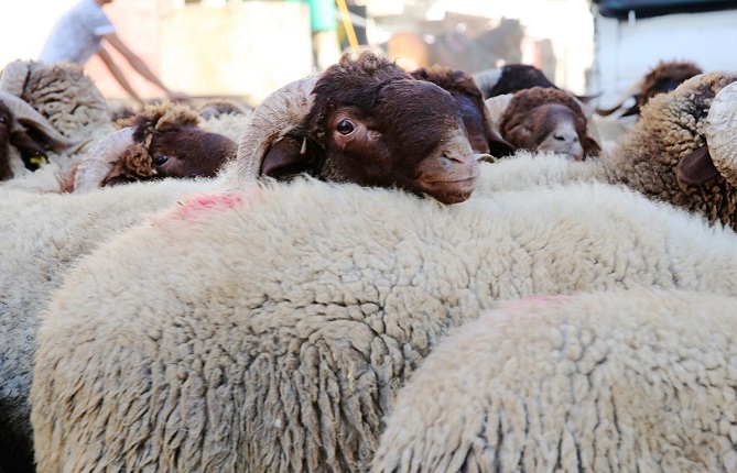 جماعة وزان تضع برنامجا لتنظيف مخلفات الأضاحي