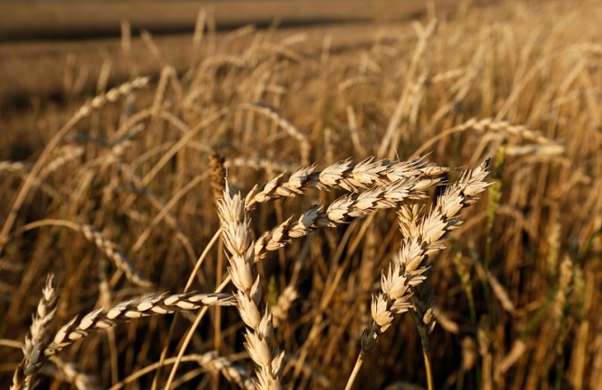 مصر تشتري 60 ألف طن من القمح الروسي