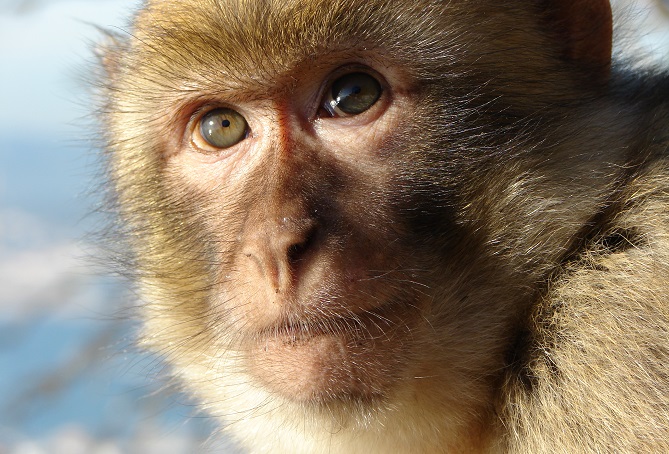 إفران.. ورشة تدريبية لحماية "قرد المكاك"