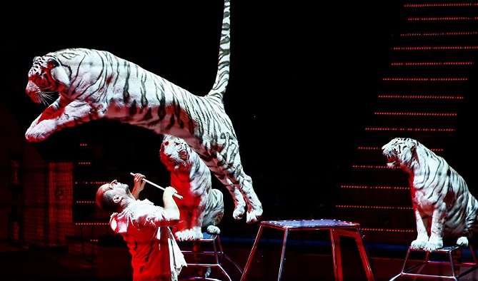 إيطاليا... أربعة نمـور سيرك تفتك بـمدربها