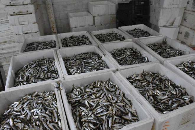 إتلاف 24 طنا من السردين المغربي بإسبانيا بسبب "خطأ أمني"