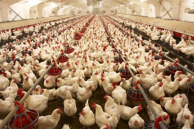  الجيش المغربي يدعم قطاع الدواجن لتفادي الأزمة 