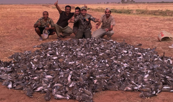 بعد فضيحة صيد خليجيين لـ 1490 من طيور "اليمام" وزارة الفلاحة تتحرك قضائيا