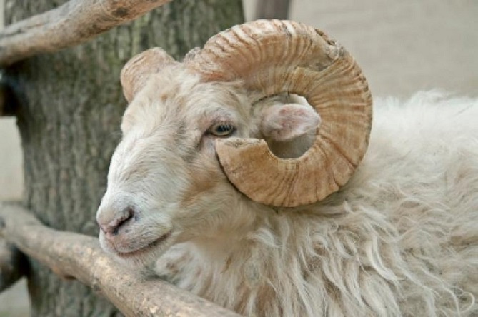  مجزرة إقليم الحسيمة تفتح أبوابها لذبح أضاحي العيد 