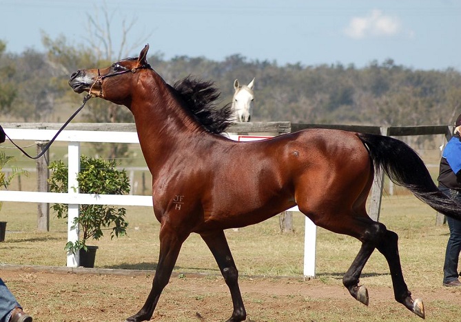  مكناس تحتضن مباراة تربية الخيول العربية البربرية 