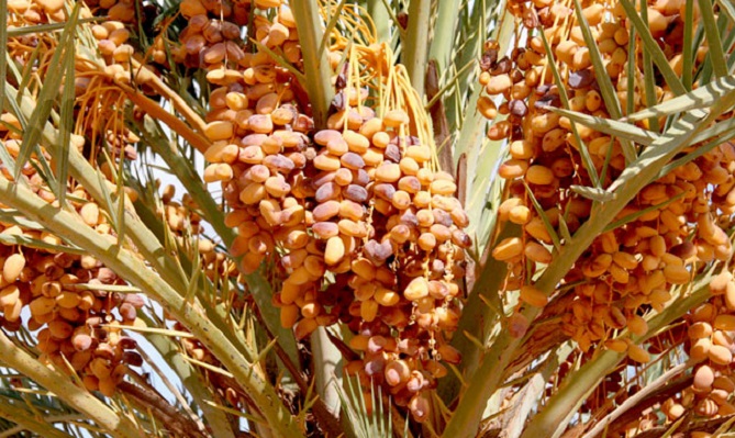  توقع تحقيق ارتفاع في إنتاج التمور بإقليم زاكورة 