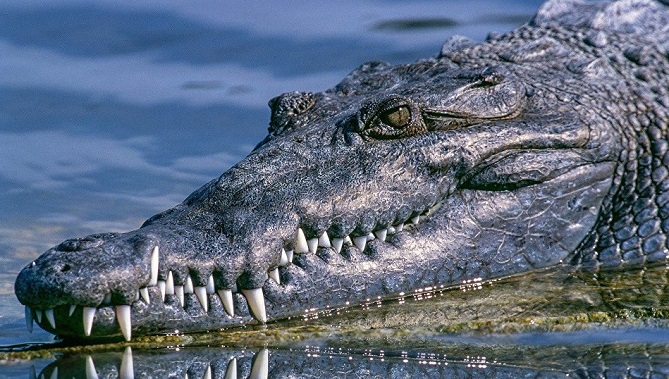  تمساح يلتهم مراهقا أمام أعين عمّه 