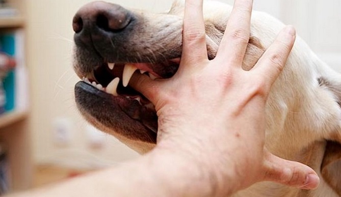  داء "السعار" ما يزال قاتلا في المغرب: تسببَ في وفاة 18 شخصا سنة 2018 