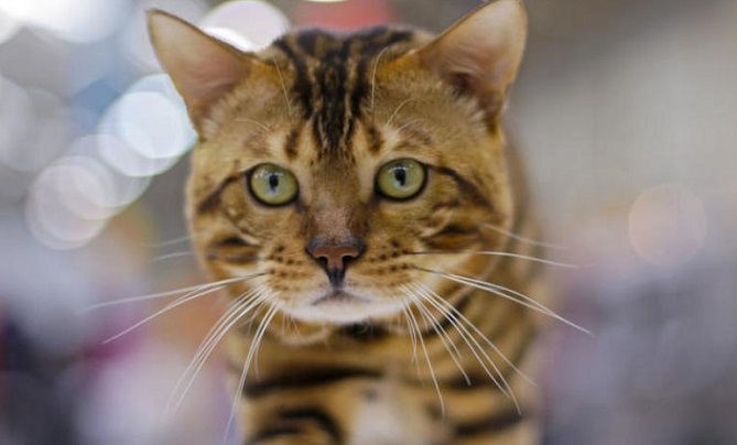 قطة تحرز لقب ملكة جمال في مسابقة توعية