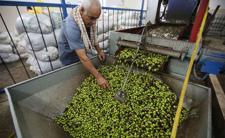  بفضل ترامب.. إسبانيا متخوفة من سطوة مغربية على صادرات زيت الزيتون 