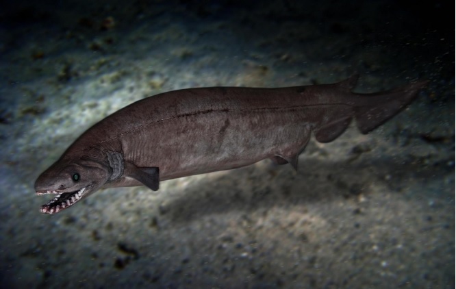  باحثون يكتشفون آثار أقدم  نوع من القروش في العالم بالمغرب 