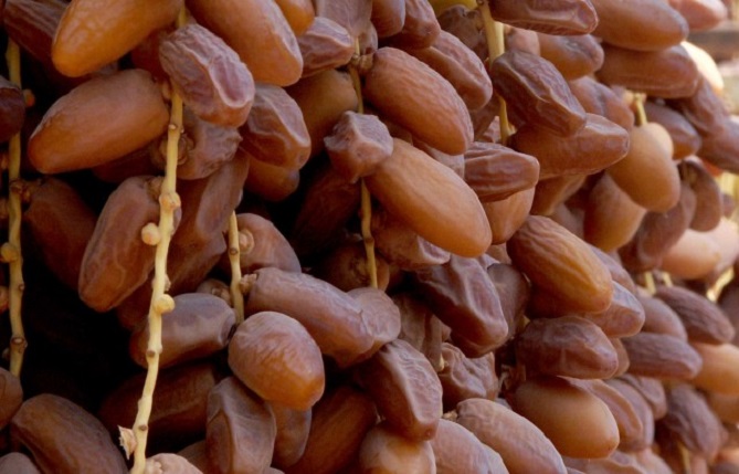  المغرب أول مستورد للتمور التونسية بـ33 ألف طن 