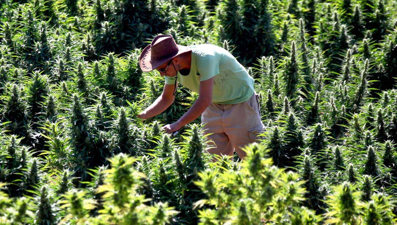  حدد أماكن زراعته المشروعة في الحسيمة وشفشاون وتاونات.. مرسوم القنب الهندي يفرض على الفلاحين تقديم تقارير شهرية حول أنشطتهم 