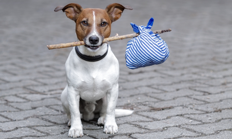  تنزانيا وكينيا أفضل منه.. المغرب ضمن البلدان المتأخرة في حماية الحيوانات 