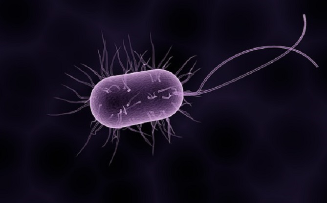  هل تصبح البكتيريا مصدرا للطاقة في المستقبل؟ 