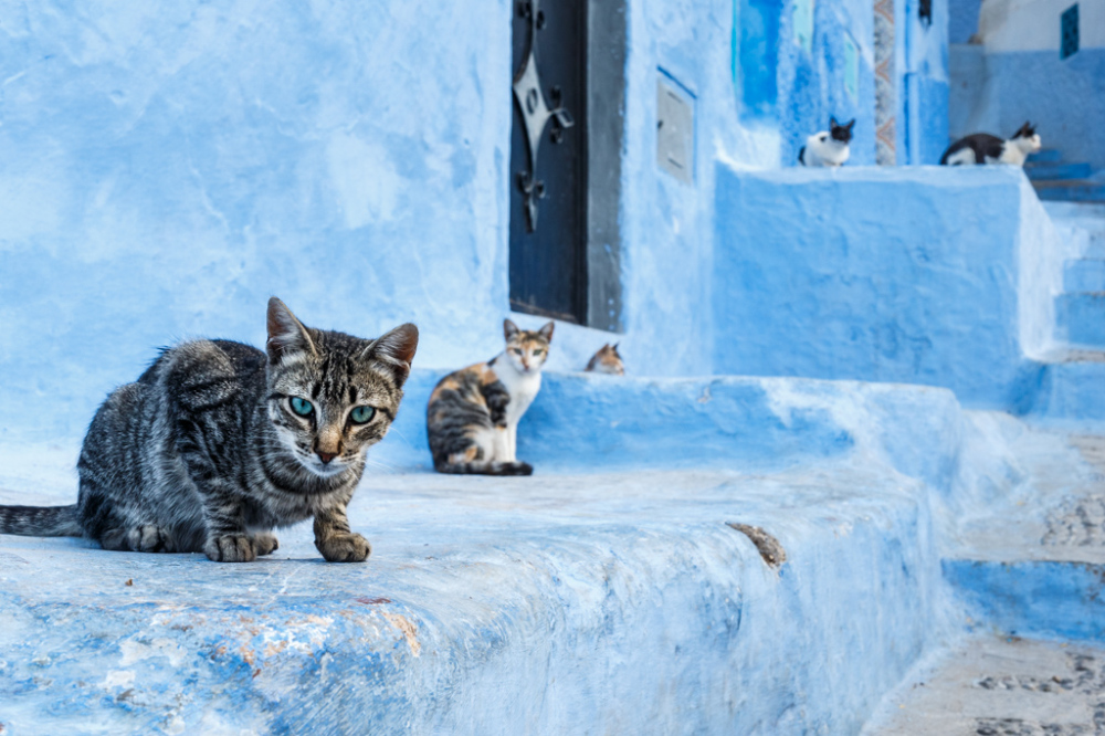 القطط المغربية تواصل نشر سمعتها "المرعبة" في العالم!