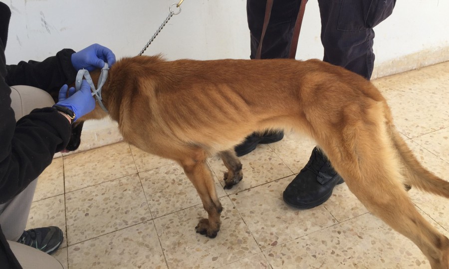 أمريكا تستعيد كلابها العسكرية المُدرّبة من المغرب بسبب "سوء الرعاية"!