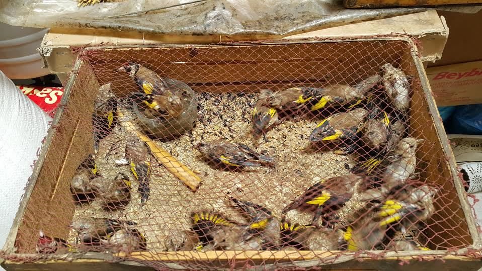 الاتحاد الأوروبي يمنع "الطيور المغربية" من دخول أراضيه