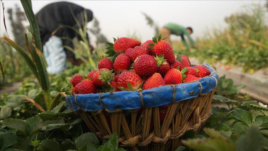 الفلاحون الإسبان يلجأون للمفوضية الأوروبية لتخفيف منافسة الفواكه المغربية