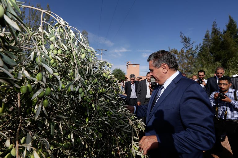 جطو يدعو "وزارة أخنوش" للتتبع الدقيق للعقد البرنامج لتأهيل سلسلة الزيتون