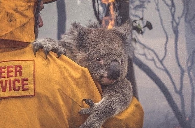 ضحايا حرائق أستراليا من الحيوانات تفوق المليار 🇦🇺