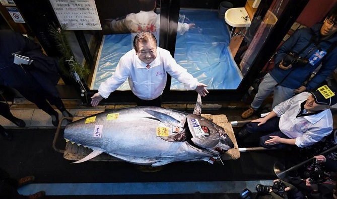  سمكة تونة في اليابان ثمنها 1.8 مليون دولار 