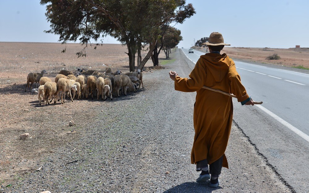 الموسم الفلاحي يدخل مرحلة "حرجة" بفعل شح التساقطات.. وأثمنة المواشي تنهار