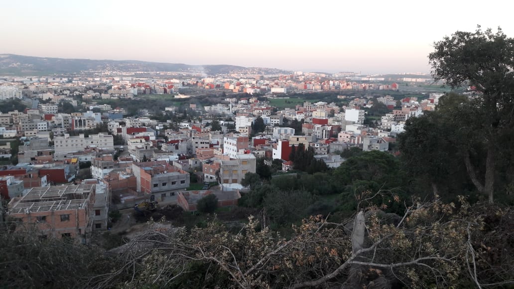  مجزرة بيئية: مجزؤون سريون "يمسحون" غابة من الوجود أمام أعين الداخلية 