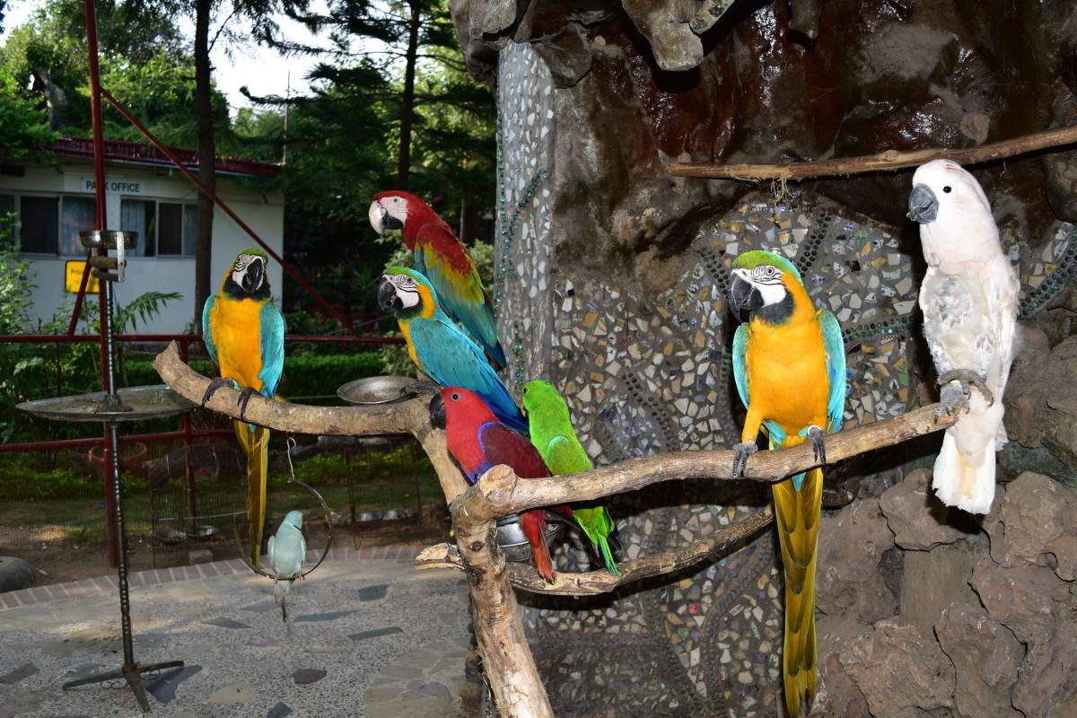  منعا للضوضاء.. مدريد تعدم 11 ألف طائر من "الببغاوات" 