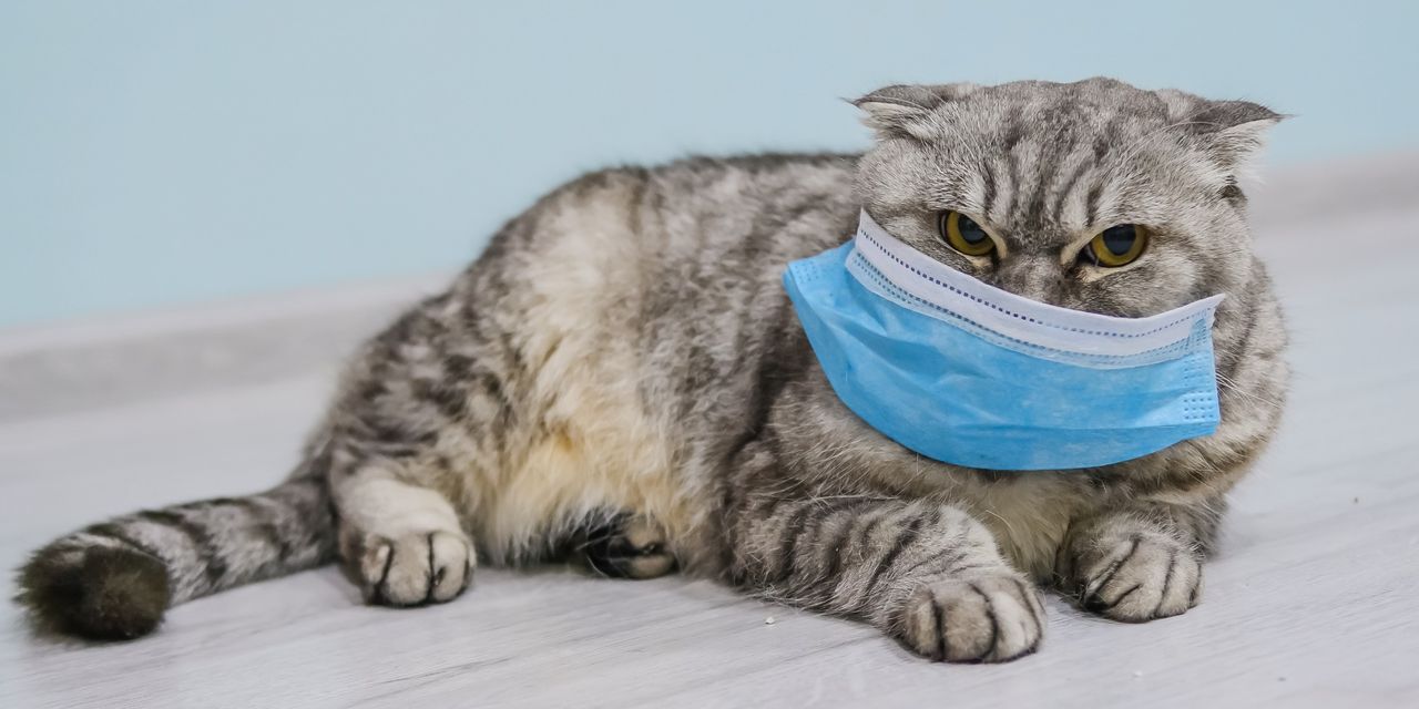 بلجيكا.. قطة تصاب بفيروس "كورونا" من صاحبها