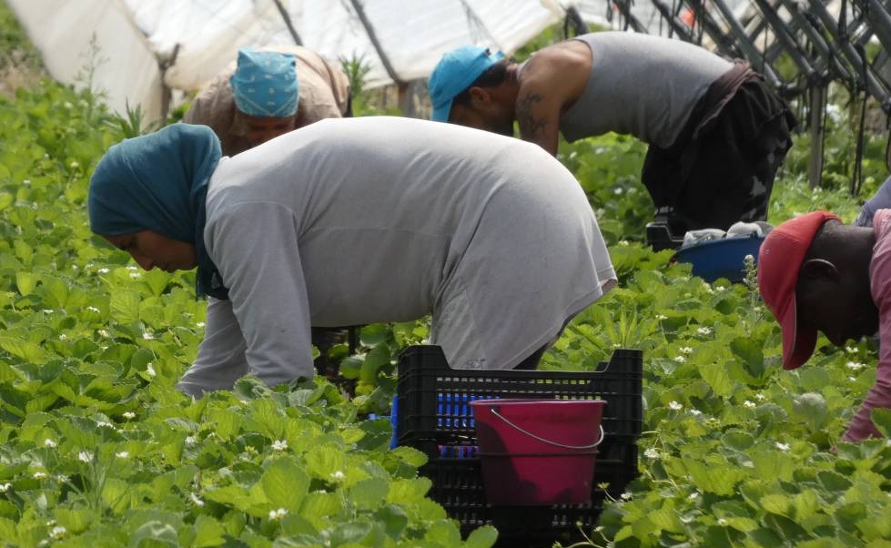 إسبانيا توجه أنظارها للعاملات المغربيات "العالقات" لإنقاذ موسمها الفلاحي